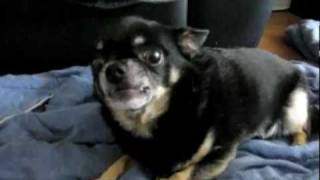 FUNNY NASTY CHIHUAHUA [upl. by Lissak]