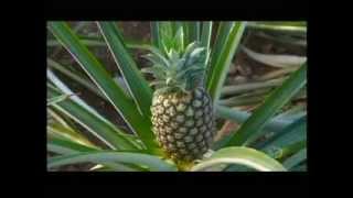 How Its Made Pineapples Discovery Channel [upl. by Durrace]