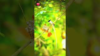 In first frame Whitebellied minivet 2nd Asian paradise flycatcher shorts shortsfeed viralsong [upl. by Laamak]