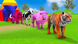 Long Slide Game With Elephant Gorilla Buffalo Hippopotamus Tiger  3d Animal Game  Funny 3d Animals [upl. by Lolanthe]