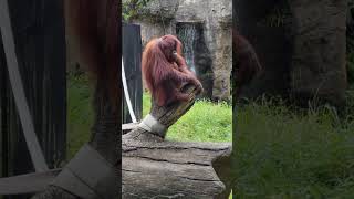 紅毛猩猩Bornean OrangutanTaipei Zoo [upl. by Kevina]