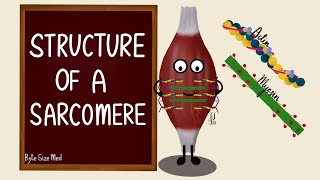 Structure of a Sarcomere  Actin and Myosin  Myology  Nerve Muscle Physiology [upl. by Kimberli]