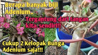 Dapat Ratusan Biji hanya dengan penyerbukan Adenium dengan bantuan tangan kita [upl. by Eyaj]