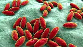 Brucella bacteria animation [upl. by Iba]