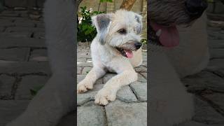 dog funny video  dog funny comedy  dog video  dog voice  dog barking sound shorts [upl. by Dnaletak226]