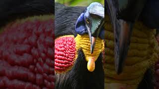 Uncovering the Deadly Secrets of Cassowaries [upl. by Chantal]