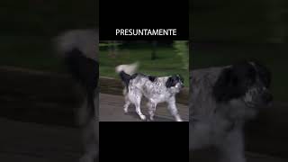 La leyenda urbana de Mockus y los perros [upl. by Htederem972]