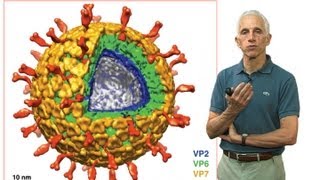 Stephen Harrison Harvard Part 3 Nonenveloped virus entry [upl. by Aneekan24]