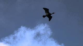 Cormorants Flying Overhead [upl. by Wrightson]