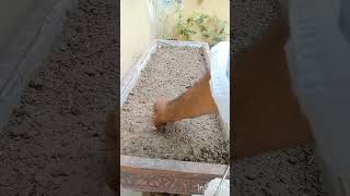 Easy way to grow radish muliin kitchen garden howtogrowwintervegetables organickitchengardening [upl. by Ardnoek]