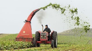 Vintage Tractors Cutting Off Sugarbeets Tops  Great Tractors on Duty [upl. by Fitzsimmons964]