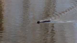 Mink on ice  attacks muskrat [upl. by Petra]