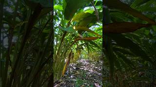 Cardamom plantation cardamomfarmingഏലം agriculture nature farming [upl. by Partridge]