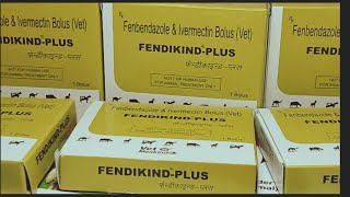 FendikindPlusFenbendazole amp Ivermectinइस बोलस का उपयोग पशुओं में कब कैसे करें  Manjhi Veterinary [upl. by Ardelis]