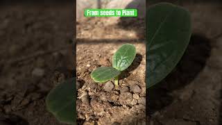 Growing Plants from Seeds The Journey Begins GardeningTips farming shorts homegrown youtube [upl. by Ayotnahs151]