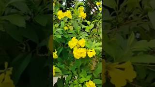 টেকমা ফুল tekoma flowers [upl. by Adahs476]