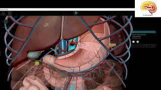 Anatomia Facil Intestino Delgado [upl. by Nnayecats]