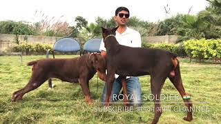 American Dobermann 🔥 VS European Dobermann 🔥 Basic differences 🧐 By Royal Soldier 🇮🇳 [upl. by Zippora697]