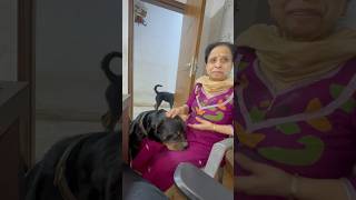 Rottweiler Bubzee Ne Dadi Ko Kaatne Ki Kashish Kari shorts dogs Rottweiler youtubeshorts trend [upl. by Farrand197]