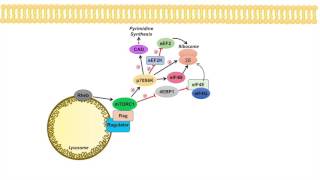 mTOR Signaling Pathway mTOR Complexes Regulation and Downstream effects [upl. by Aidua356]