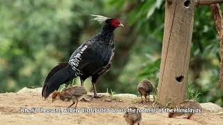 10 Most beautiful PHEASANTS species in the World [upl. by Ravahs]