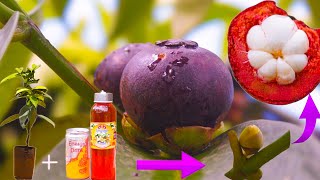 How to plant mangosteen trees to bear fruit as soon as possible [upl. by Nenerb]