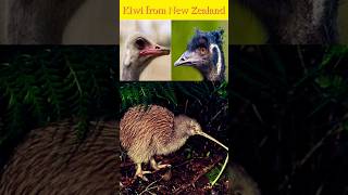 Kiwi Bird 🥝 A Closer Look 👀 animals birds kiwi [upl. by Nyladam]