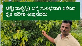 ಚಕ್ಕೆ ದಾಲ್ಚಿನ್ನಿ ಕೃಷಿ  Cinnamon Farming Cinnamomum verum  Organic Farming  Spices Farming [upl. by O'Carroll]