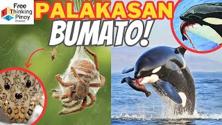 HAYOP SA HUSAY BUMATO Animals that are best at THROWING [upl. by Kling]