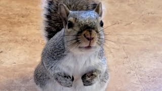 When a squirrel thinks youre mommy [upl. by Olivier203]