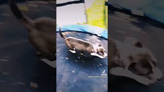 Rory the staffy playing on trampoline staffies RoryTheBlueWhiteStaffy staffylove [upl. by Bathsheb]