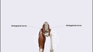 Likely Nerve to be damaged during Herniorrhaphy Its Nerve Root and effects of Lesion ilioingunal [upl. by Fairfax821]