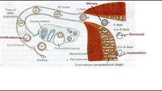 Germinal stage of developmental anatomy [upl. by Atikat338]