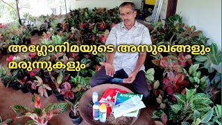 അഗ്ലോനിമയുടെ അസുഖങ്ങളും മരുന്നുകളും Aglaonema Pesticide amp Insecticide Aglaonema care and tips [upl. by Imeon127]