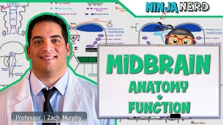 Neurology  Midbrain Anatomy amp Function [upl. by Karlene]