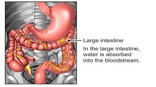 How Food Travels Through The Body Video  How Digestive System Works Animation Peristalsis Movement [upl. by Negris]