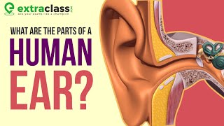 Anatomy of Ear  Animation  Extraclass [upl. by Nosreh]