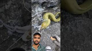 Eel fish eat octopus 🐙 ytshorts greenscreen freshwaterfish snake fishspecies reaction [upl. by Hollingsworth210]