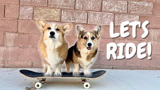 How to Teach Your Dog to Skateboard [upl. by Anaxor]