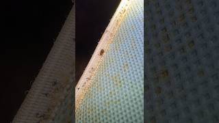 Finding Bed Bugs On A Bed bedbugs bedbug inspection [upl. by Adnohral]