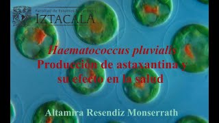 Haematococcus pluvialis Producción de astaxantina y su efecto en la salud [upl. by Hguh]