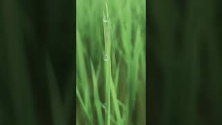 Macro view of dew point on rice leaf foryou nature [upl. by Serena753]