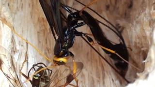 Giant Ichneumon Ichneumonidae Megarhyssa Closeup [upl. by Akirahc842]