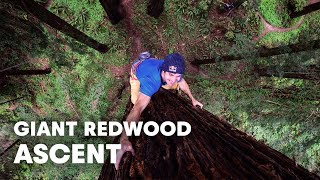 Giant Ascent Chris Sharma Free Climbs Huge Redwood w Help of Scientists [upl. by Mok]