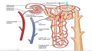 renal 4 [upl. by Sidnal]