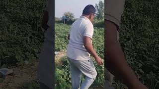 Ek sal mein kitni bar boi jaati Hai Lohiyatrending khetikisanki agriculture viralvideo youtube [upl. by Riamo197]