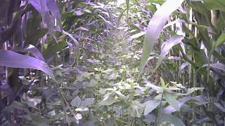 Cover crop growth in 60quot corn time lapse 2019 season [upl. by Aisela888]