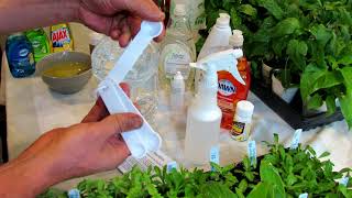 How to Use Peppermint amp Rosemary Oil in the Garden Recipes Insects amp How it Works DIY Ep5 [upl. by Minabe]