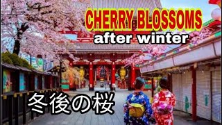 CHERRY BLOSSOM AFTER WINTER  冬後の桜  SAKURA sakura temple [upl. by Mines732]