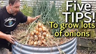 5 Tips How to Grow a Ton of Onions in One Container or Garden Bed [upl. by Koh530]